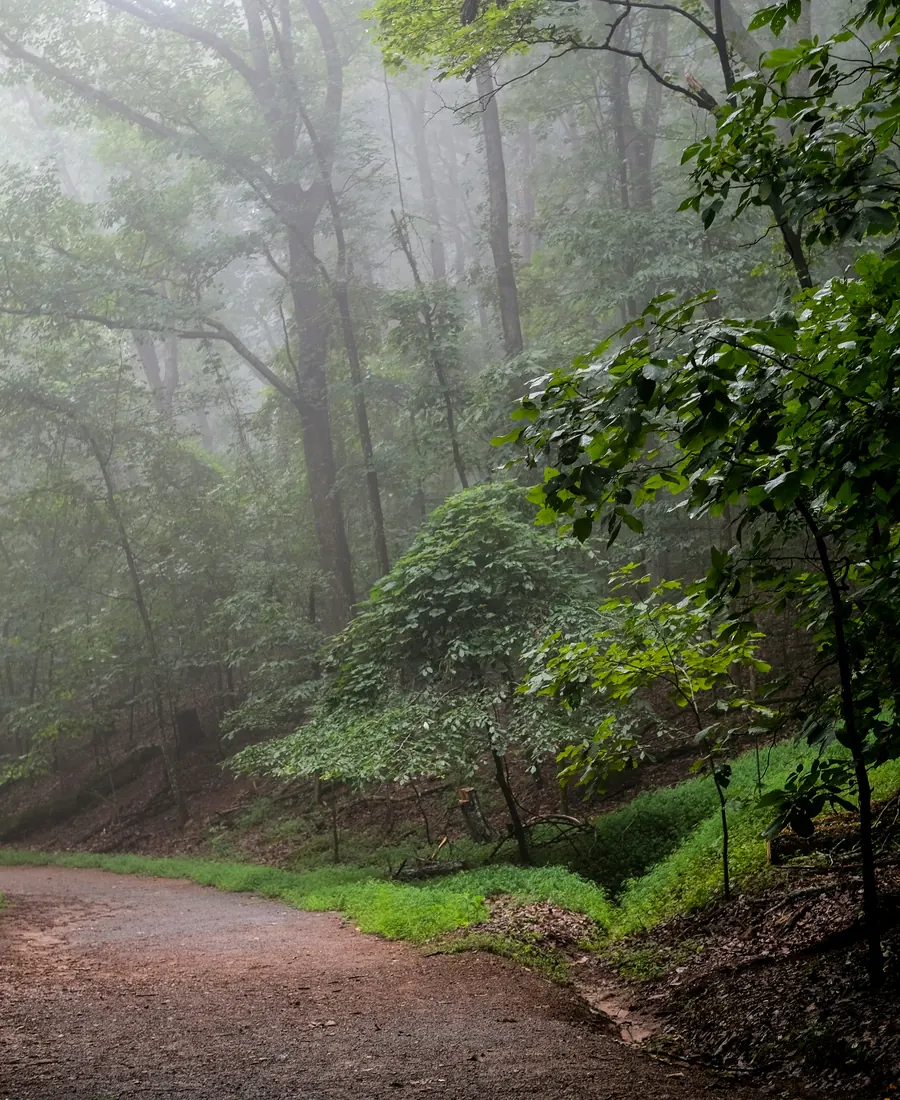 A quiet path winding through a misty green forest