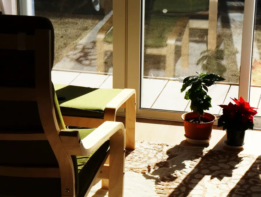Sunlight and shadow falling across an armchair and potted plants by a window