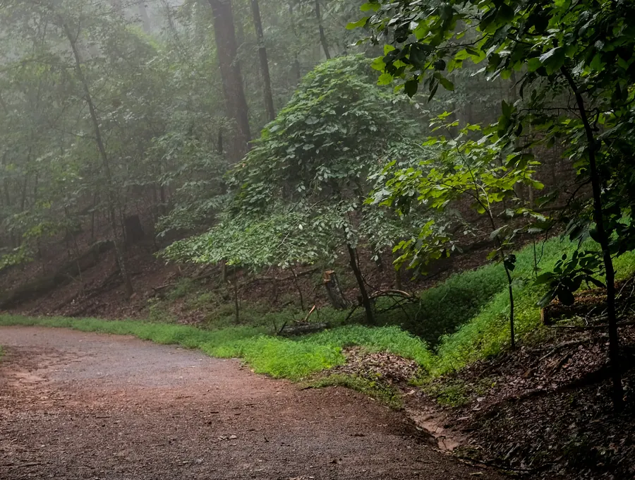 A quiet, misty forest path inviting a calm, reflective walk
